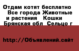 Отдам котят бесплатно  - Все города Животные и растения » Кошки   . Брянская обл.,Сельцо г.